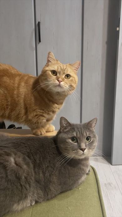 猫