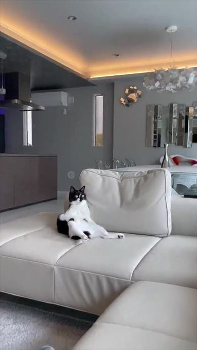 新居になれすぎな猫