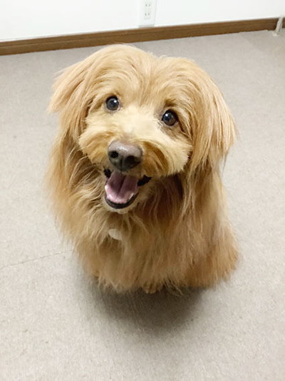 「【犬漫画】歳を取るにつれて甘えん坊になってきた気がする。」