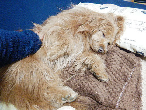 「【犬漫画】歳を取るにつれて甘えん坊になってきた気がする。」