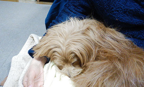 「【犬漫画】歳を取るにつれて甘えん坊になってきた気がする。」