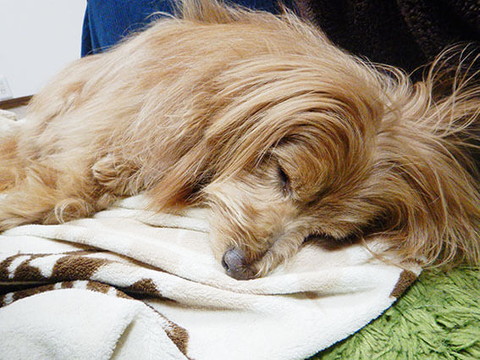 「【犬漫画】歳を取るにつれて甘えん坊になってきた気がする。」