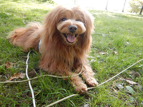 「【犬漫画】縫い止められる犬」