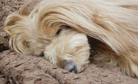 「【犬漫画】眠れない夜は犬が睡眠薬」