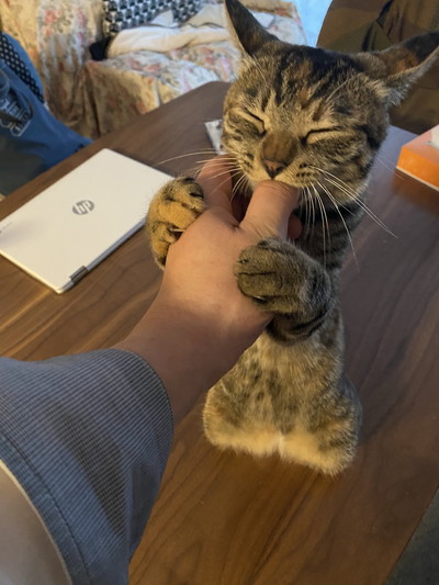 保護ねこ指しゃぶり