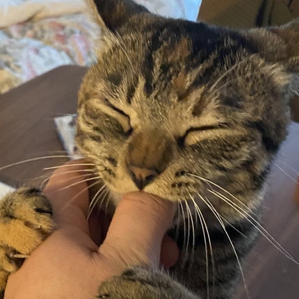 はむはむネコちゃん