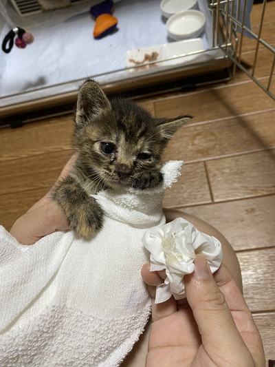 ネコちゃんいろいろ