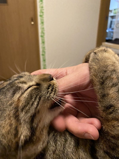 ネコちゃんいろいろ