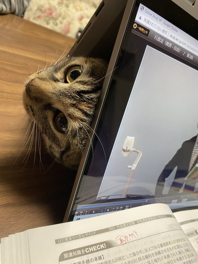 ネコちゃんいろいろ