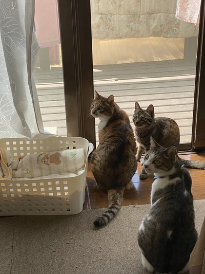 ネコちゃんいろいろ