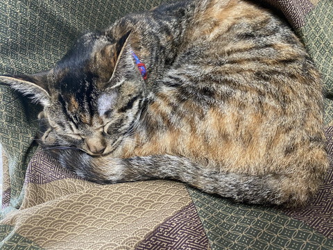 ネコちゃんいろいろ