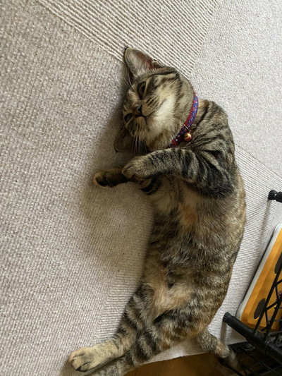 ネコちゃんいろいろ