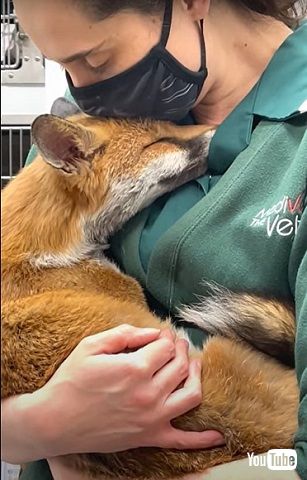 パンプキンちゃん