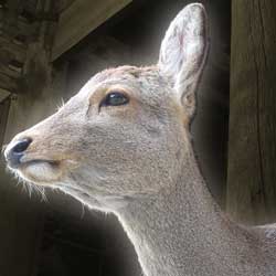 天穂のサクナヒメ 100万本突破 記念 Tシャツ プレゼント キャンペーン