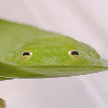 すやぁなカエルさん