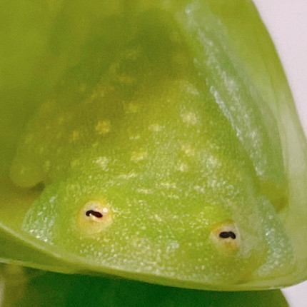 すやぁなカエルさん