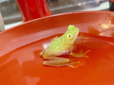 すやぁなカエルさん