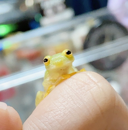 すやぁなカエルさん