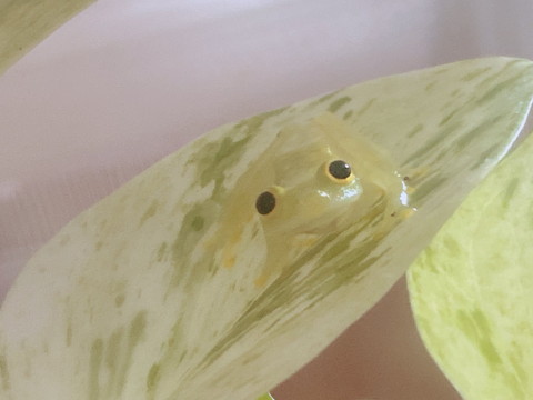 りんちゃんいろいろ