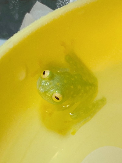 りんちゃんいろいろ