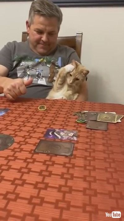 「Cat Sits in Owner's Lap and Reacts Weirdly Every Time he Spins Coin on Table - 1200329」