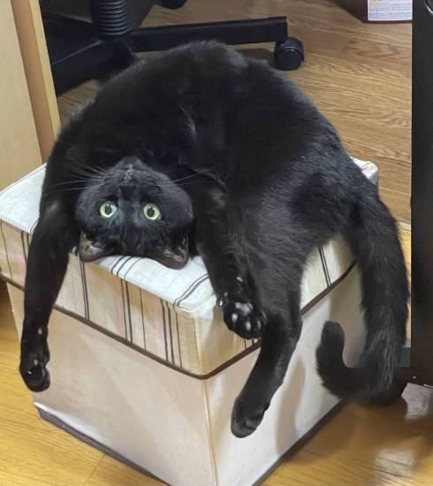 猫