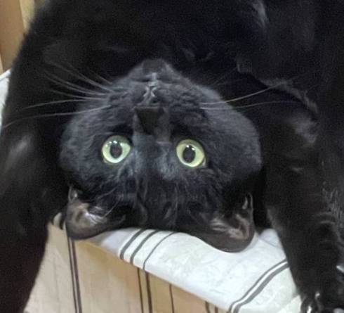 猫 逆さまの猫 アニカちゃん