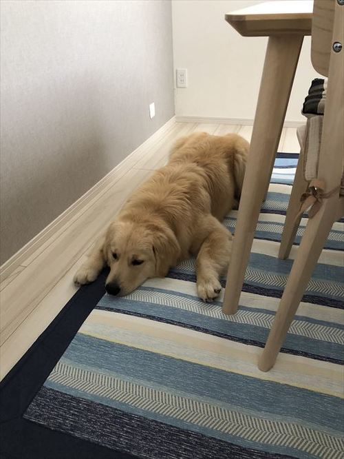 犬