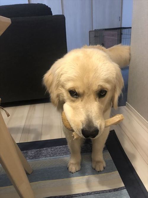 犬