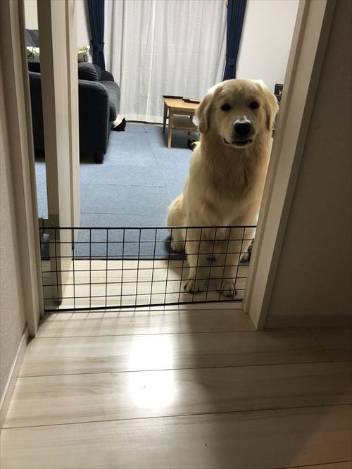 犬