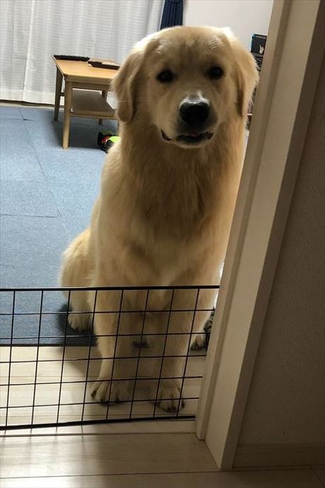 犬