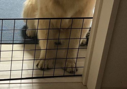 犬