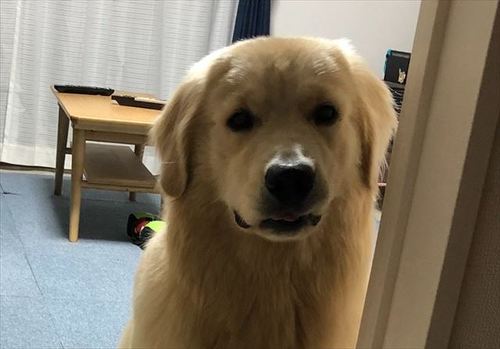 犬