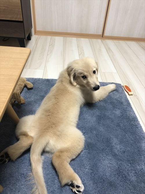 犬