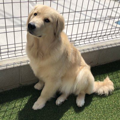 犬