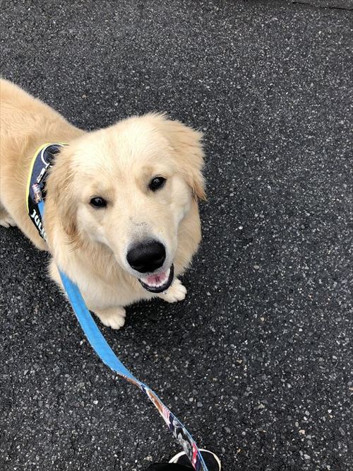 犬