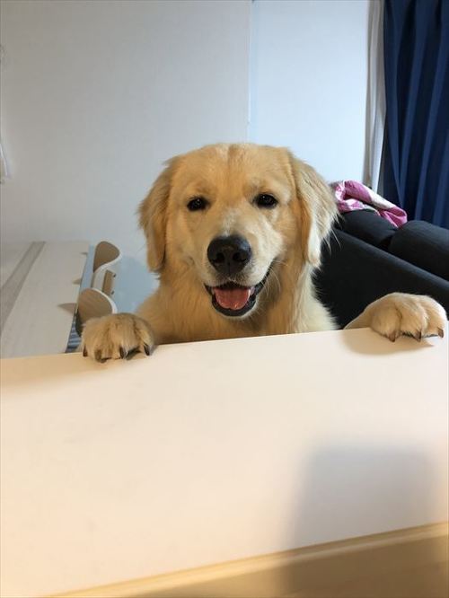 犬