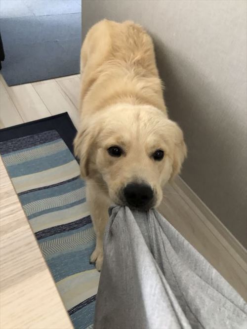犬