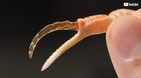 圧倒的不審者の工房：透明標本を作るために2カ月カニの甲羅を煮込んで