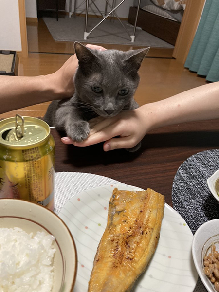 猫