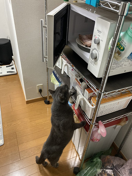 レンジを狙うくろすけくん