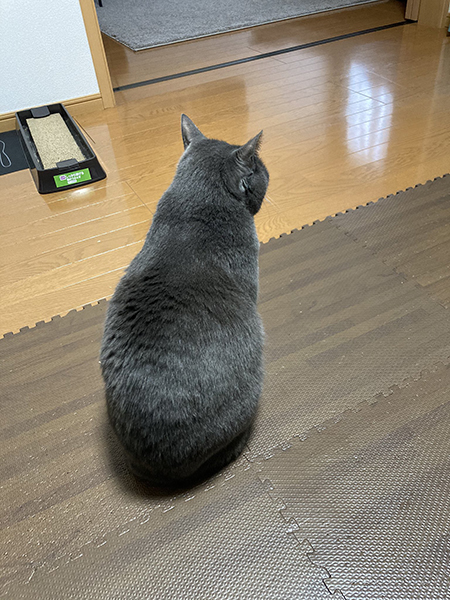 くろすけくんの背中