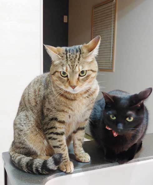 猫 子守り 2歳児 泣き止ませる お兄ちゃん 黒猫