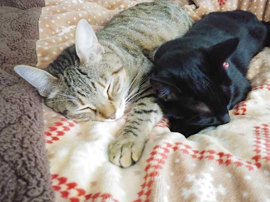 猫 子守り 2歳児 泣き止ませる お兄ちゃん 黒猫