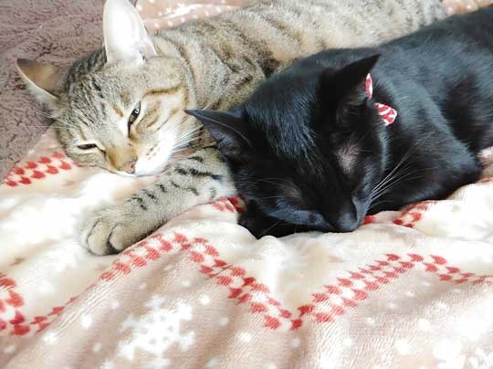 猫 子守り 2歳児 泣き止ませる お兄ちゃん 黒猫