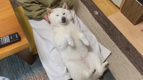 ママのマッサージを受けるきなこちゃん