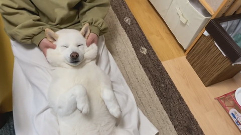 ママのマッサージを受けるきなこちゃん