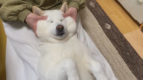 ママのマッサージを受けるきなこちゃん