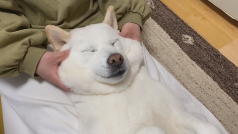 ママのマッサージを受けるきなこちゃん