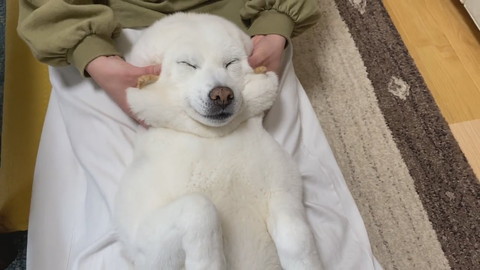 ママのマッサージを受けるきなこちゃん